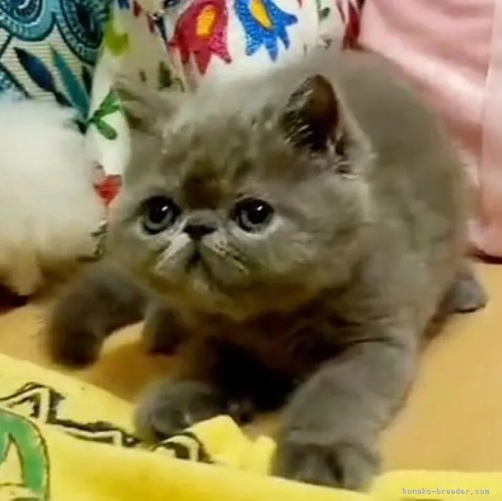ID：2209-00779の子猫