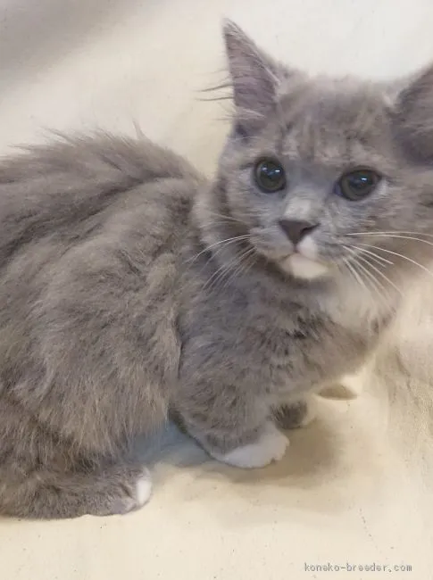 ID：1907-01694の子猫