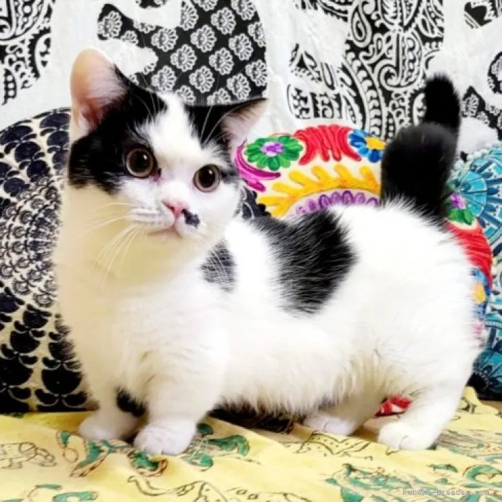 K.K 様のお迎えした子猫