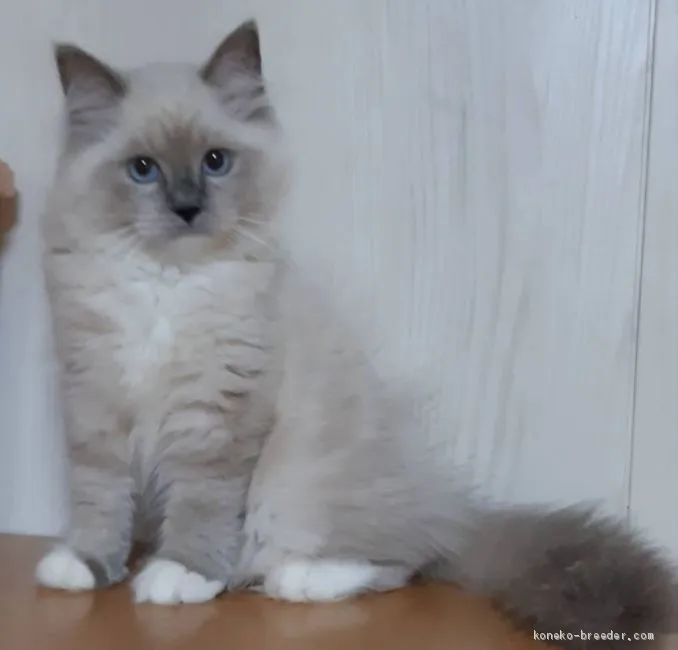 aco 様のお迎えした子猫