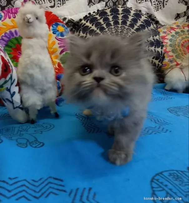 ID:2008-01960の子猫