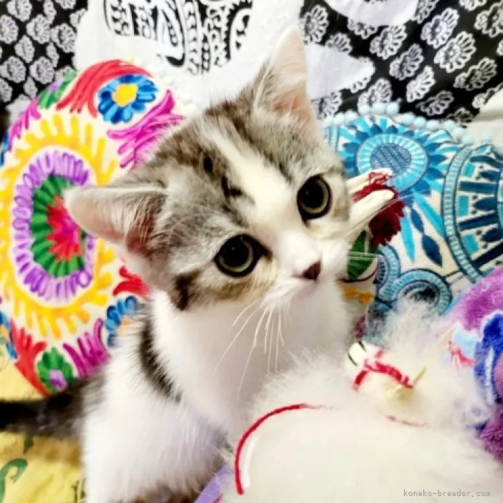 ID：2307-01517の子猫