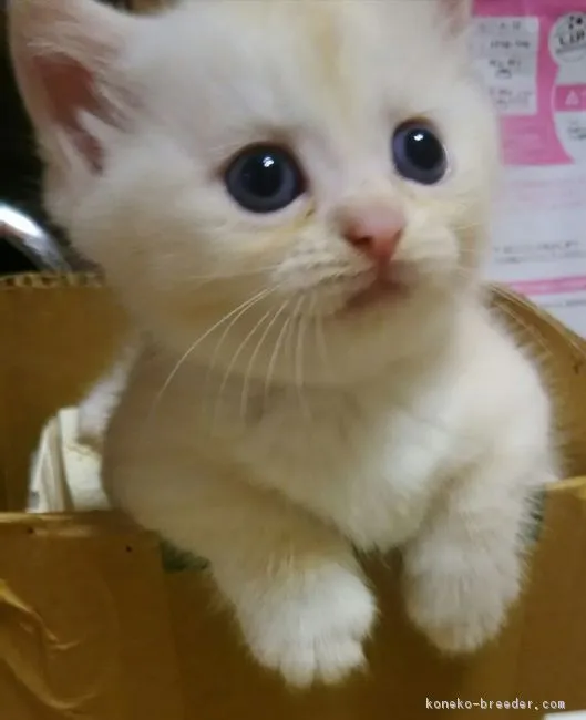 ID:1609-00642の子猫
