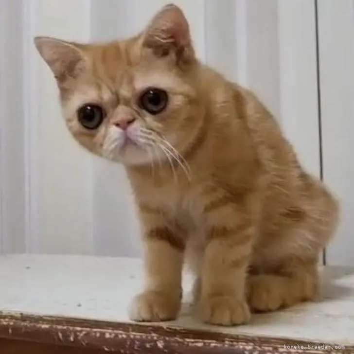 ID：2204-01253の子猫