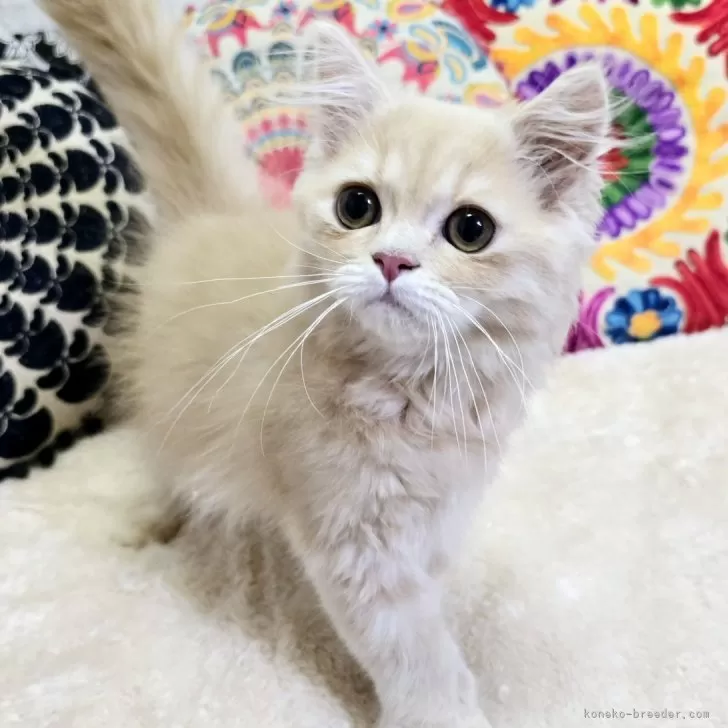 オオサキ 様のお迎えした子猫