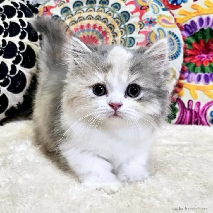 ID:2406-01320の子猫