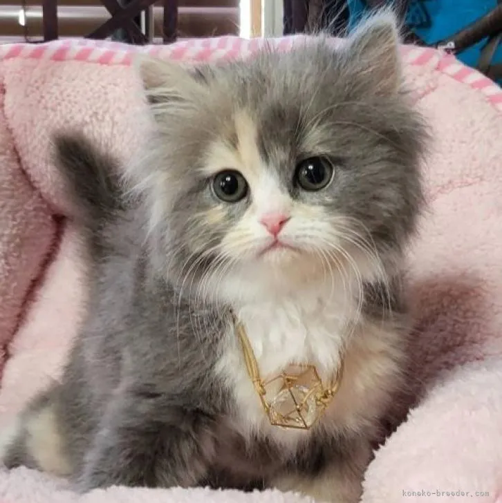 ID:2212-00558の子猫