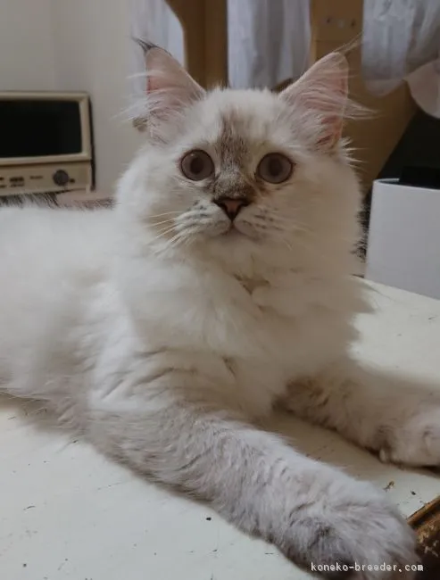 ID：1808-00829の子猫