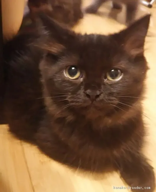 ID：1704-00186の子猫