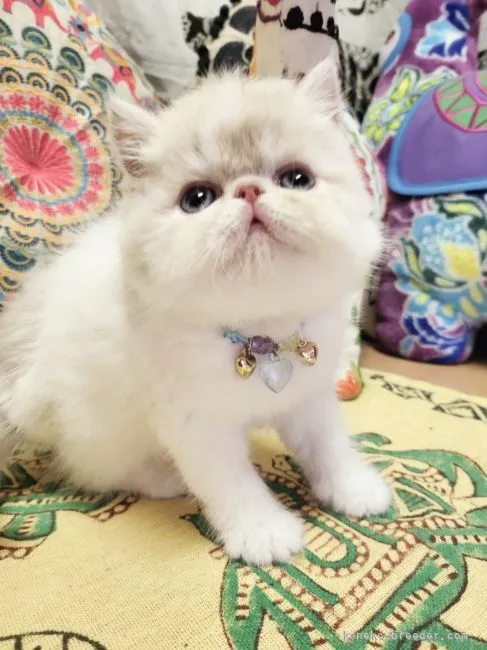 ID：2206-01284の子猫