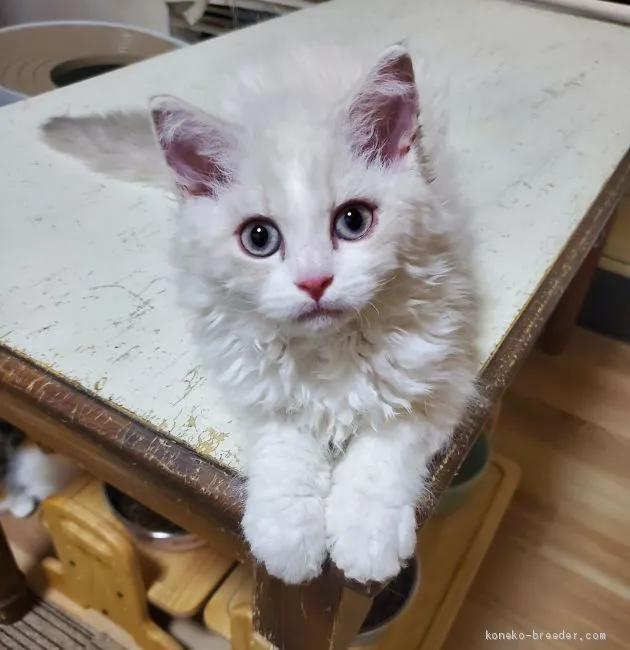 ID:2008-00766の子猫