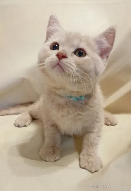 極細太郎 様のお迎えした子猫