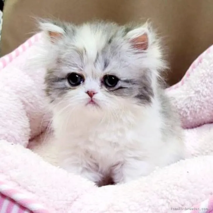 ID:2303-00745の子猫