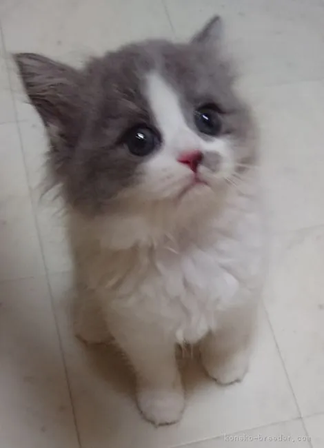 ID:1806-00024の子猫