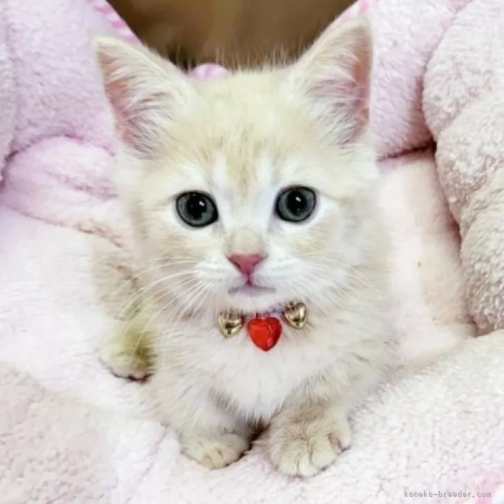 ID：2303-02924の子猫