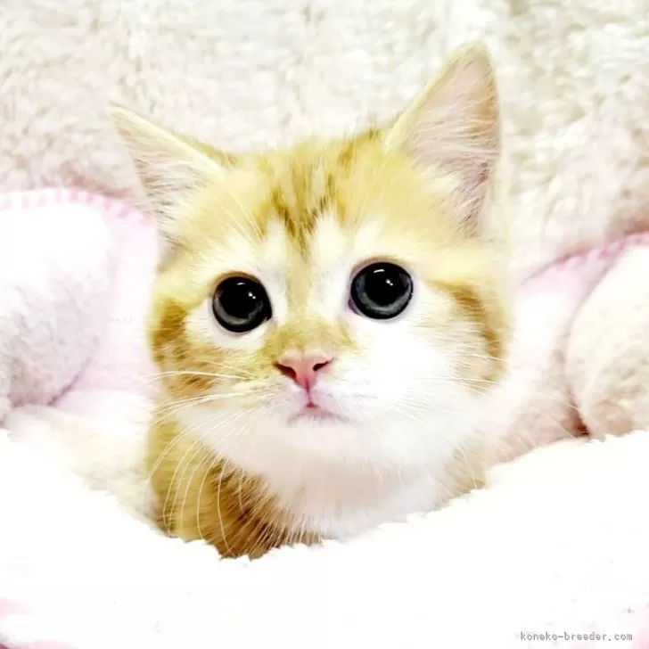 ID：2404-03633の子猫