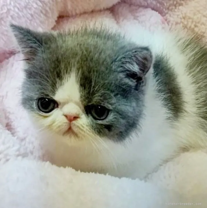 ID:2311-01272の子猫