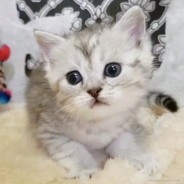 ID:2309-02637の子猫