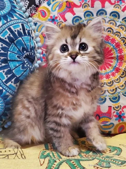 ID：2204-01127の子猫