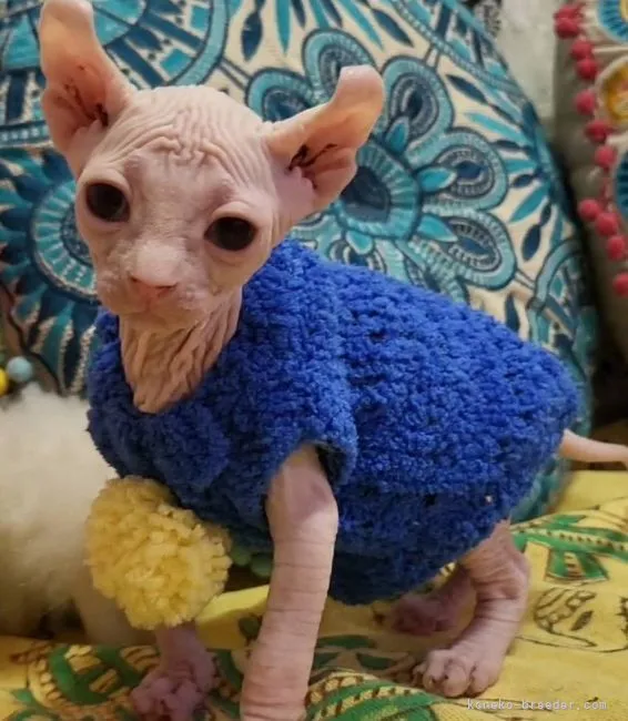 ID：2206-01286の子猫