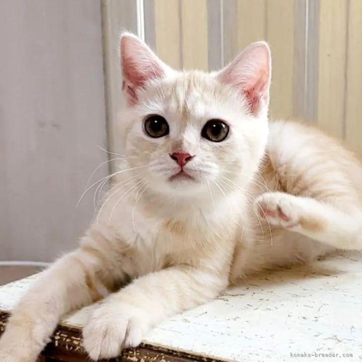 ID:2207-03395の子猫