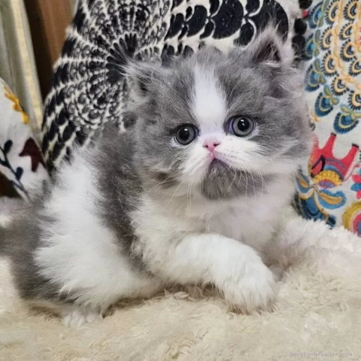 ID:2410-00756の子猫