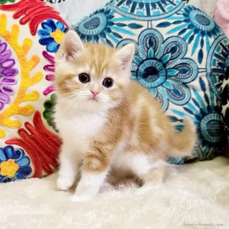 せいじじ 様のお迎えした子猫