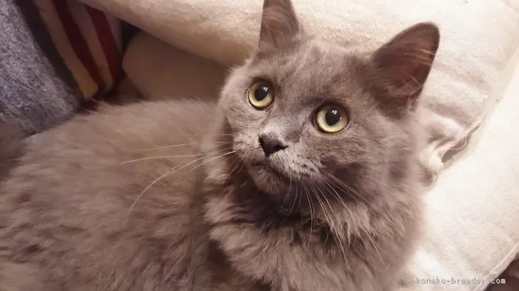 ID:1704-01341の子猫