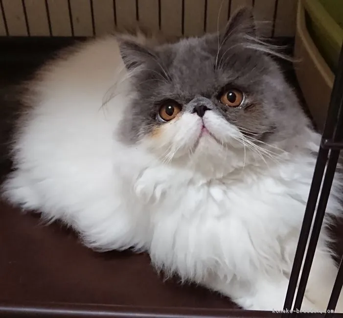 くう 様のお迎えした子猫