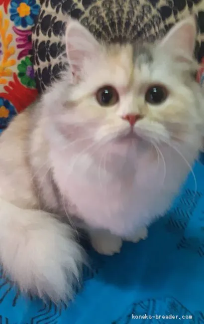 ID:1912-00847の子猫
