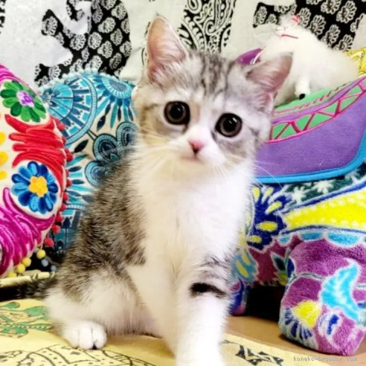 ID：2307-01514の子猫