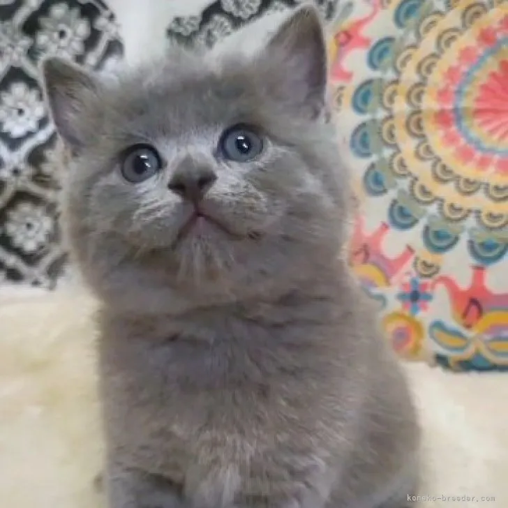 M.O 様のお迎えした子猫