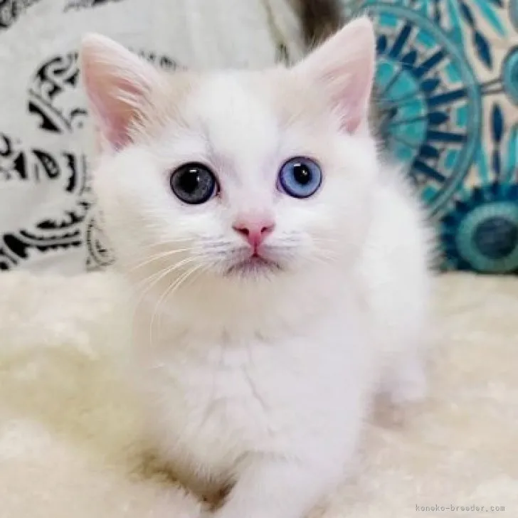 ねこぷーちゃん 様のお迎えした子猫