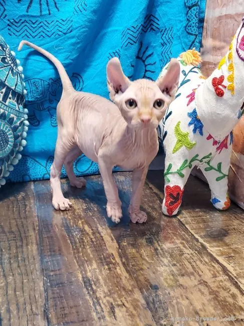 ID：2201-01702の子猫