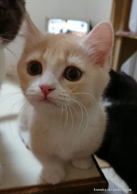 ID:1804-00306の子猫