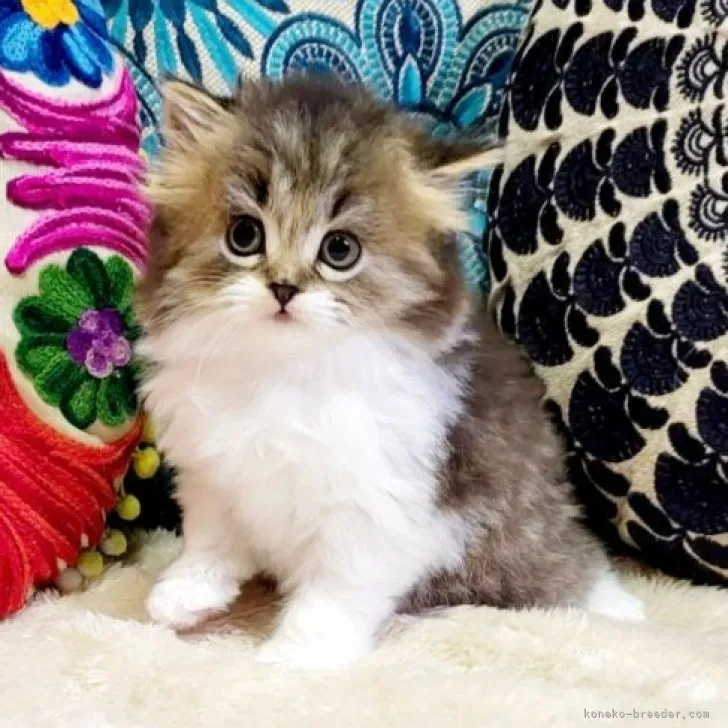 ID：2311-02328の子猫
