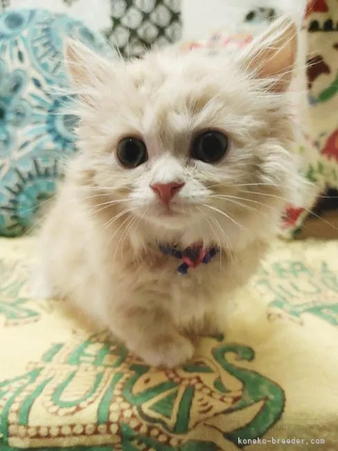 ID：2110-00589の子猫