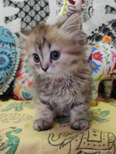 ID：2110-00738の子猫