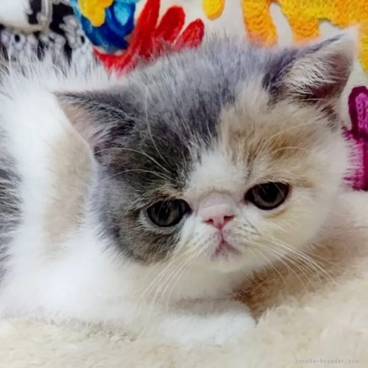 ID：2311-01273の子猫