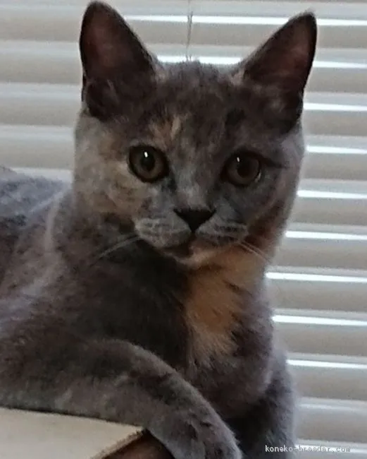 ID：1907-00054の子猫