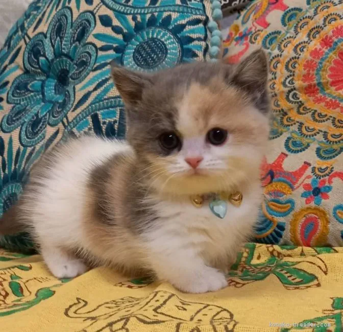 ID：2103-00002の子猫