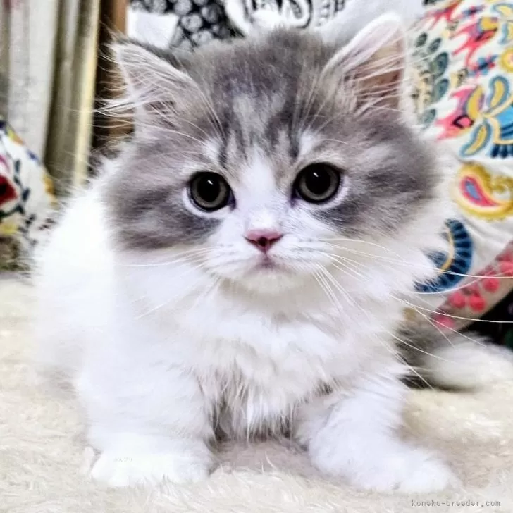 ID:2410-00758の子猫