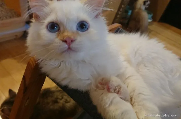 10年ぶりの猫☆ 様のお迎えした子猫