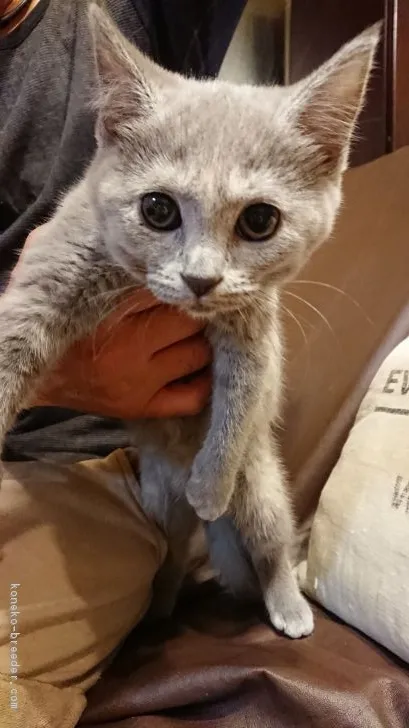 ぐりぐら 様のお迎えした子猫