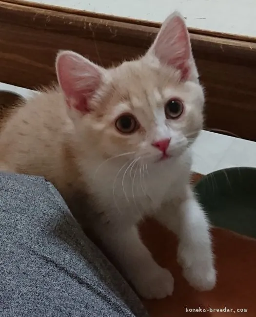 MR 様のお迎えした子猫