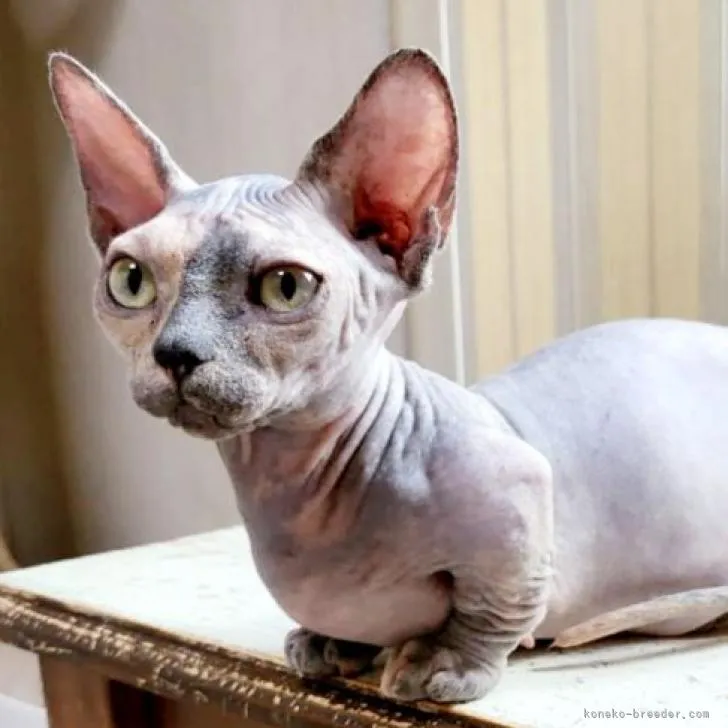 ID:2206-01287の子猫