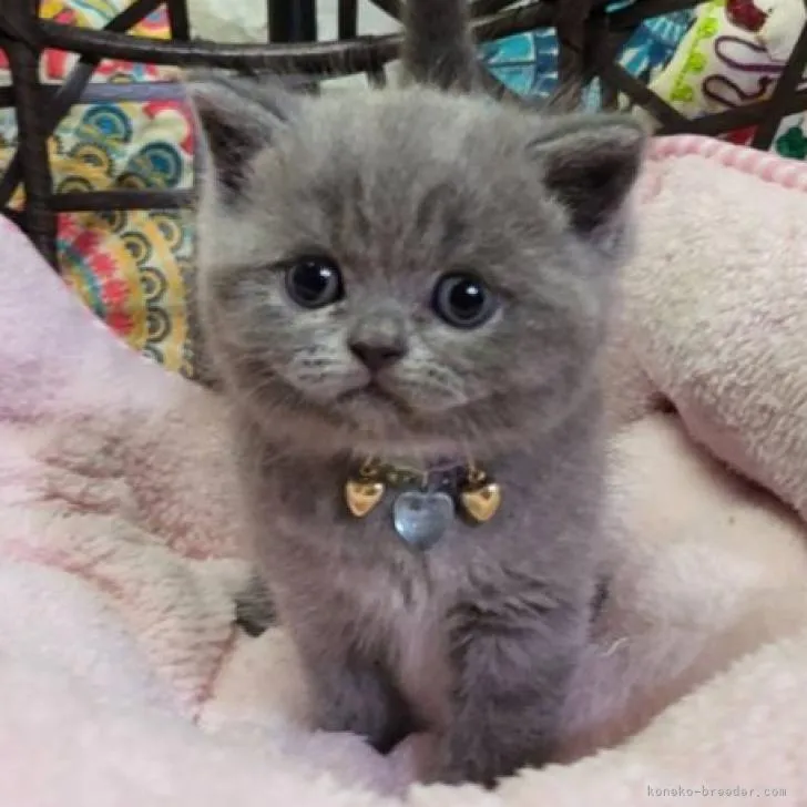 ID:2210-03106の子猫