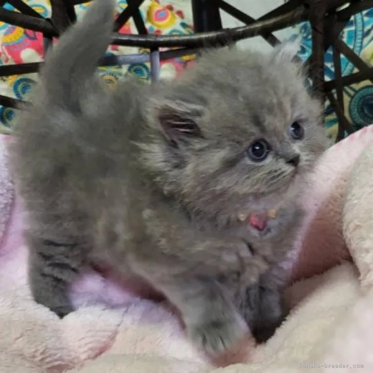 ID:2210-03109の子猫