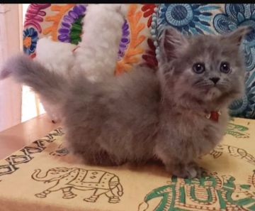 ミヌエット【大阪府・女の子・2021年5月24日・ブルークリーム(ロングヘアー)】の写真「可愛い子💕(短足)」