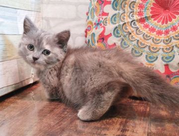 マンチカン(短足)【大阪府・女の子・2021年10月6日・ブルークリーム(ショートヘアー)】の写真「とっても美人さん💕(短足)」